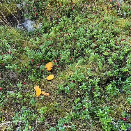 Lägenhet Trivelig Nyoppusset Hus Ved Femsjoen. *